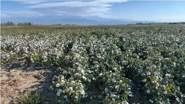 {9cfaef18-a326-4570-b0cf-33938b7fde5b}